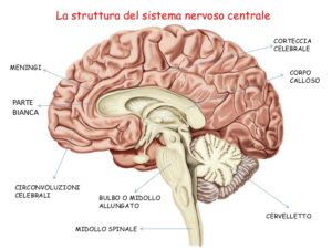Il sistema nervoso centrale