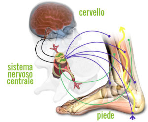Il sistema propriocettivo
