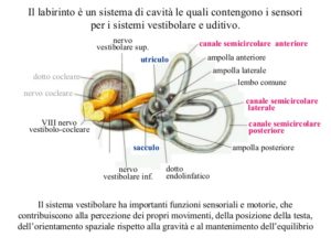 Il sistema vestibolare